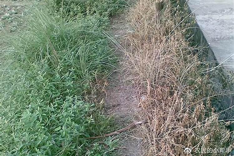 先打除草剂还是先打叶面肥