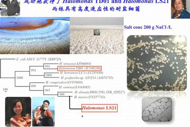 大米的营养成分表100g