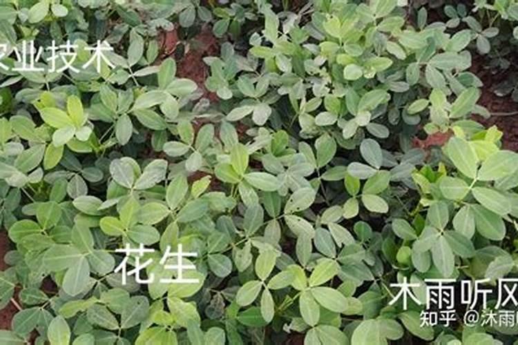 山东有机肥厂家有哪些