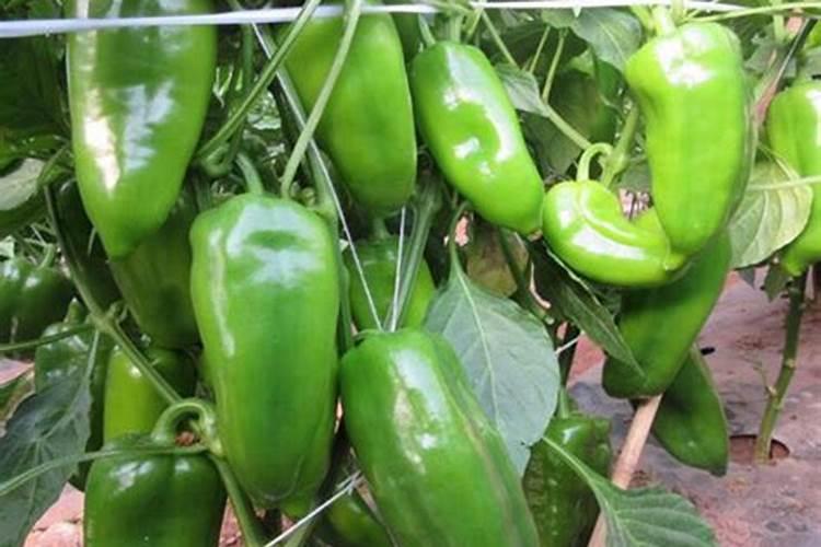 世界上十大名牌肥料排名