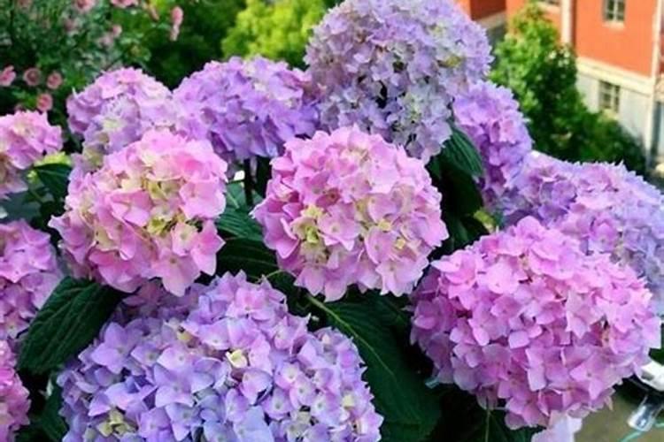 多肉植物长得太慢？2种肥料搭配使用,爆盆易如反掌