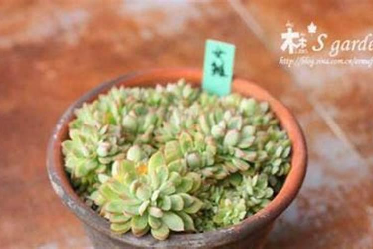 多肉缓释肥和控释肥有什么区别？