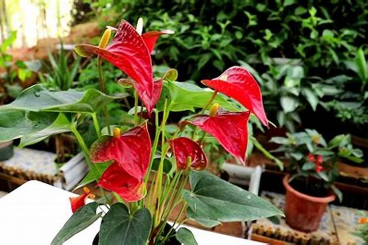 茶花施什么肥料最好