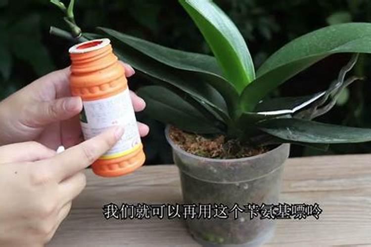 蝴蝶兰为什么会这样？