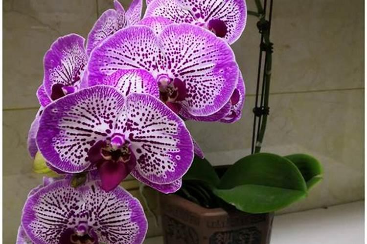 蝴蝶兰叶片中间灰白怎么办？