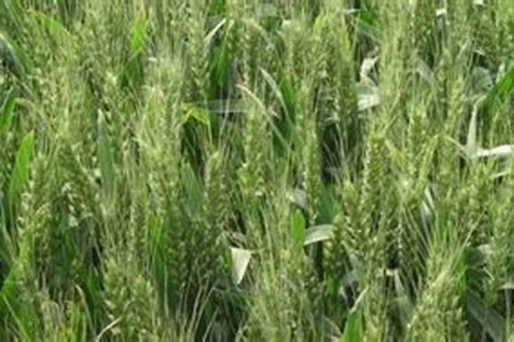 除了“庄稼宜早不宜迟”,还有什么农谚？