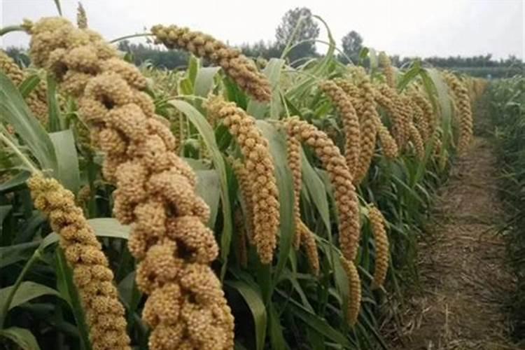 大豆打完除草剂多久可以打叶面肥水？