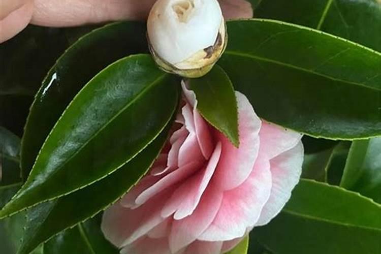 茶花如何施氮肥长得好