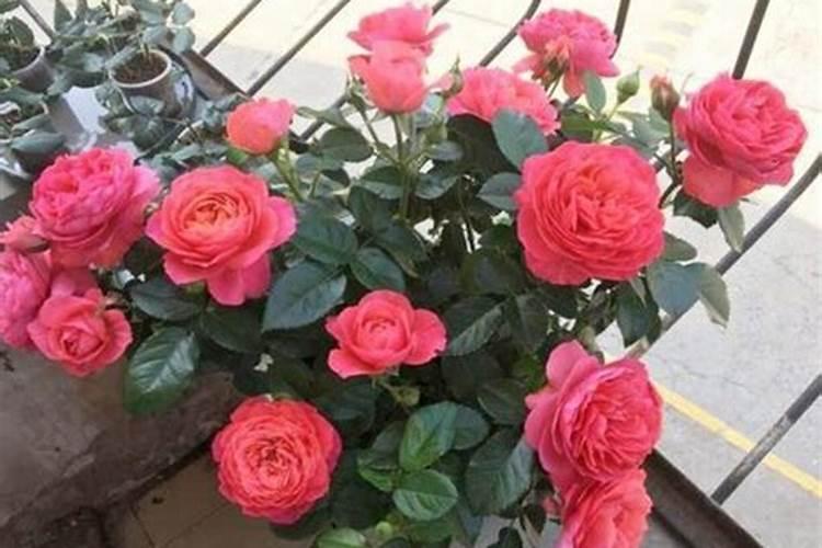 月季长花苞后怎么施肥