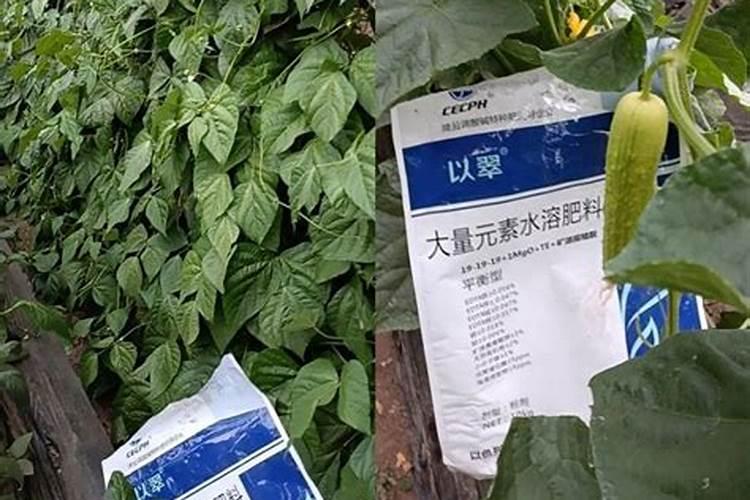 南瓜光长蔓不结果是什么肥施多了