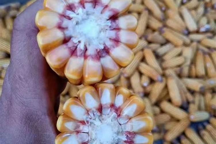 丝瓜怎样育苗最好