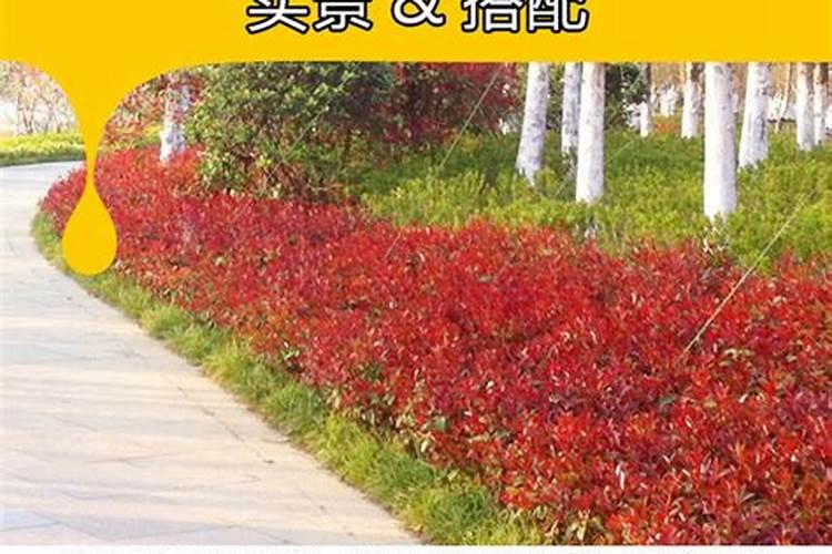 番茄膨果叶面肥效果最好的是哪种