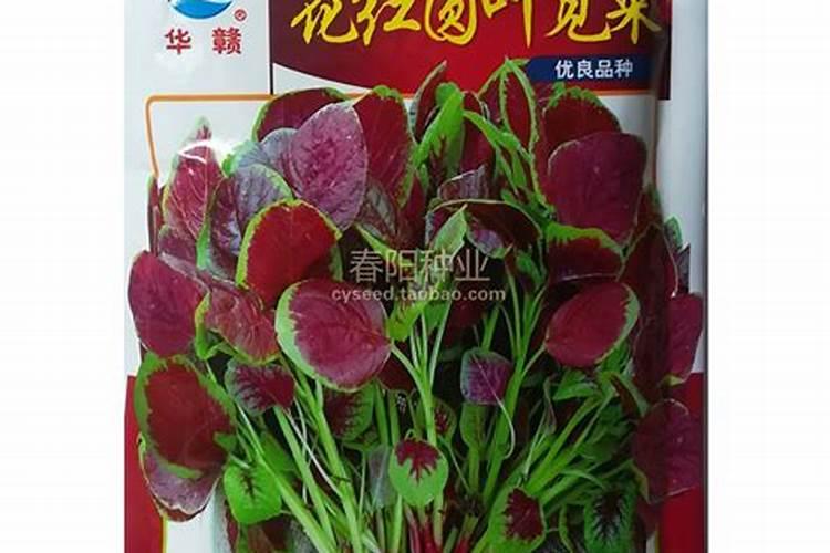 番茄膨果叶面肥效果最好的是哪种