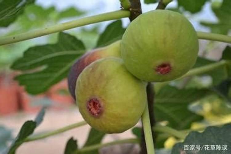 无花果栽培与管理的施肥方法,无花果换盆后养殖方法