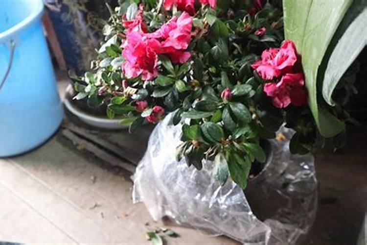 杜鹃花换盆用什么底肥