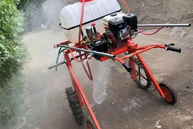 垂鞭绣绒球施肥喷药