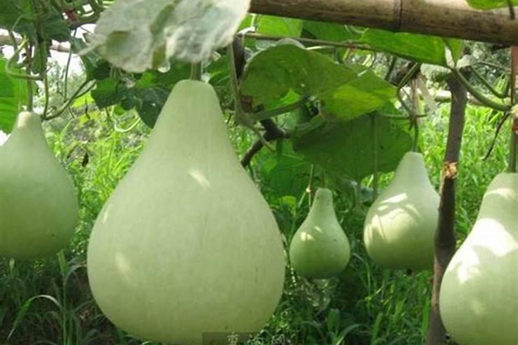 葫芦瓜里籽不饱满用什么肥？