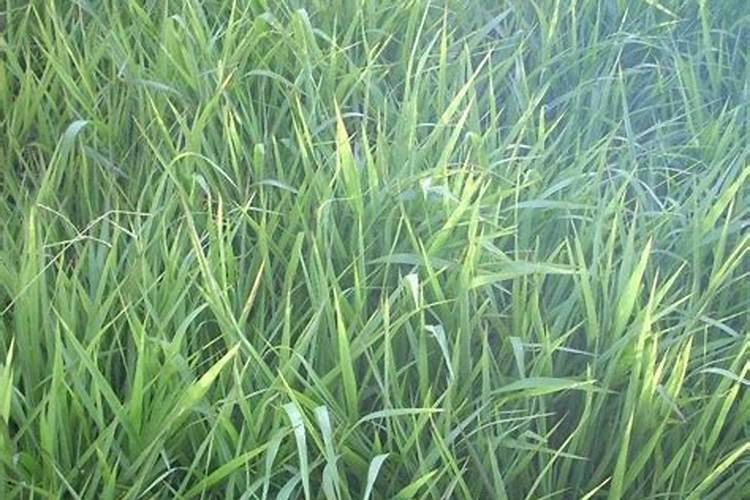 这月季都变成光杆了,该怎么救治啊？