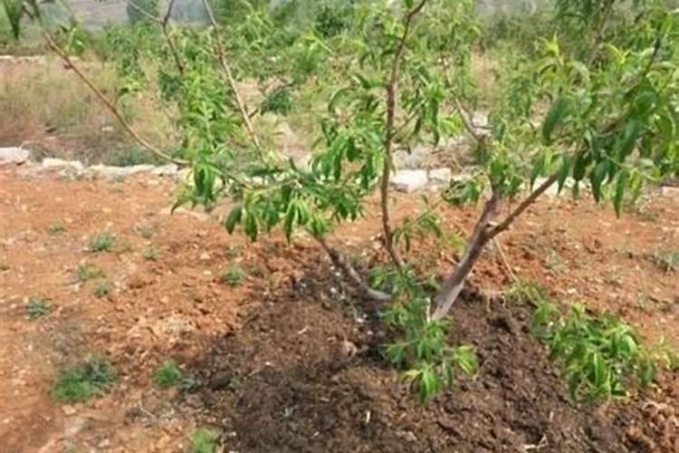 桃树用什么冲施肥最好