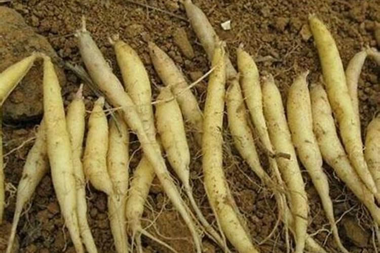 太子参长得不好打什么药