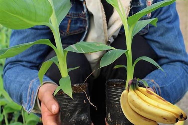 水溶肥是什么肥料