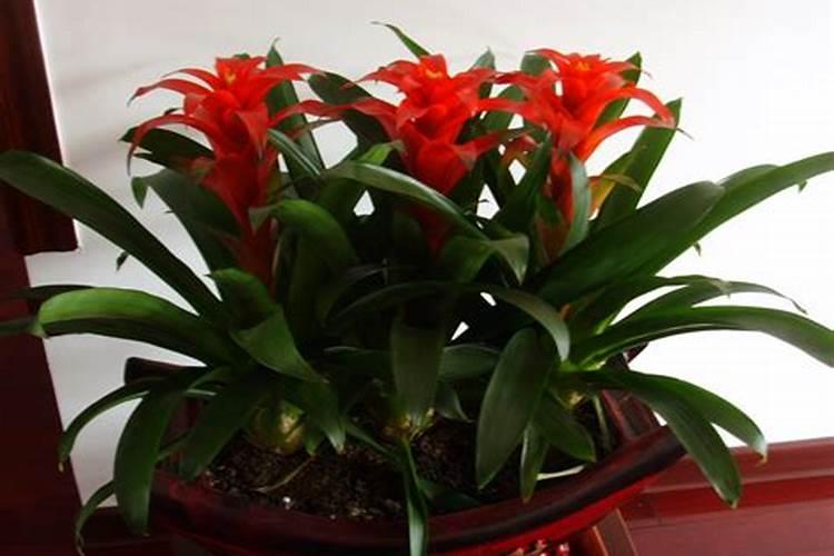 鸿运当头浇什么肥料合适