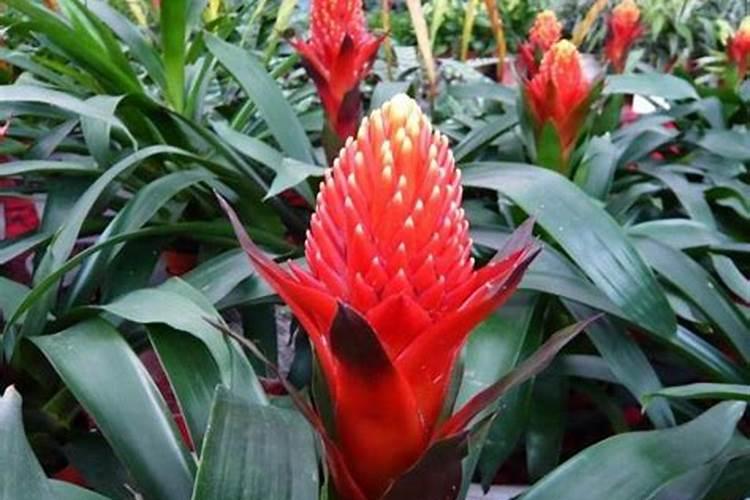 鸿运当头用什么肥料最好