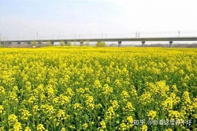 钾肥的正确使用方法