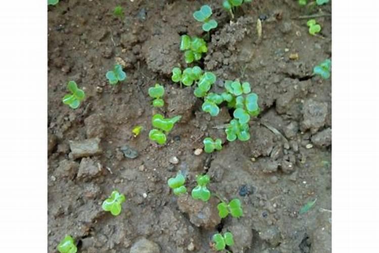 小青菜刚出苗几天怎么施肥