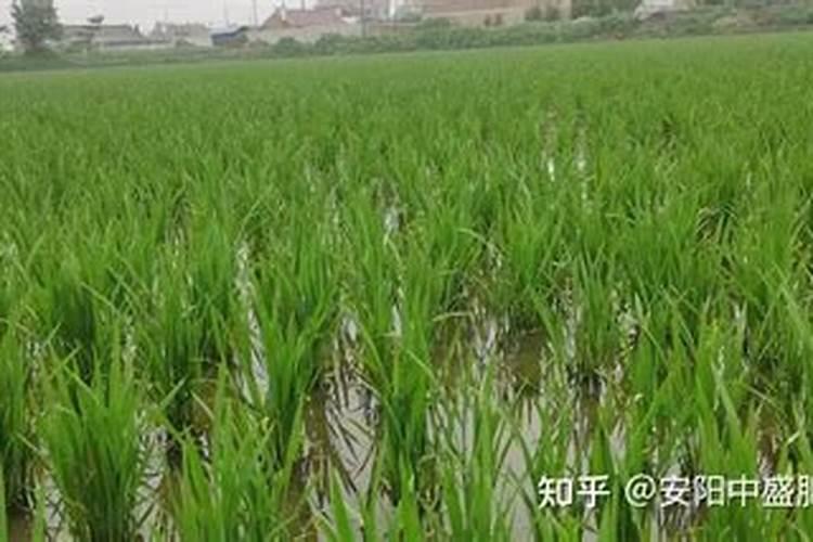 水稻叶面肥哪种好 如何正确喷施