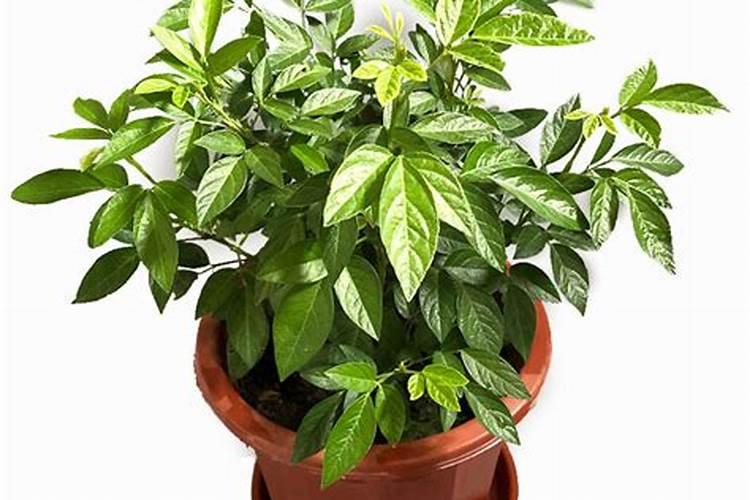 这是啥 水培植物？