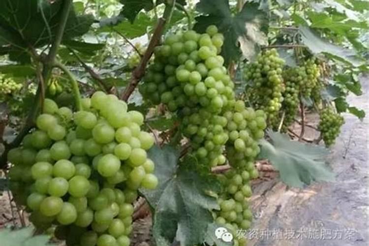说说葡萄上使用钙和镁的事,如何正确的补充钙镁肥？