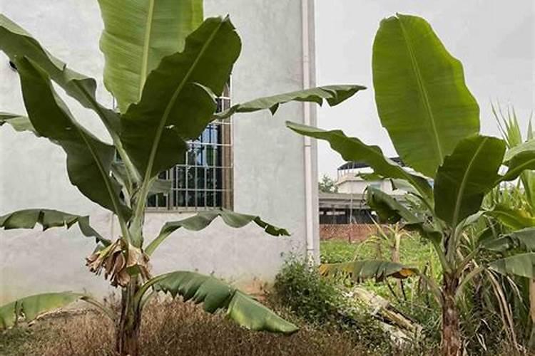 让结了香蕉的香蕉长得更好的方法