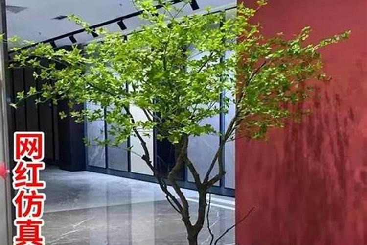 最好的海藻肥排名