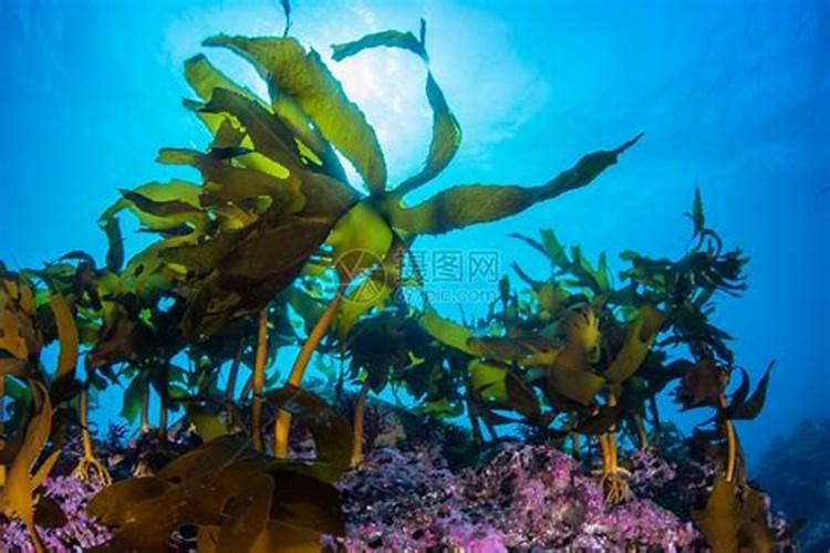 肥料新贵—海藻亚磷酸钾,你到底了解多少？