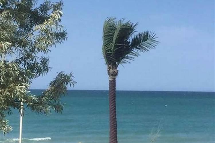 海藻树如何养护