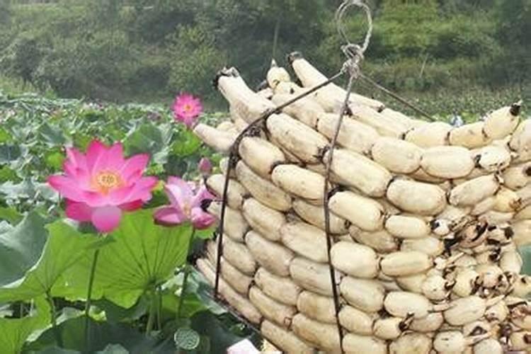 水溶肥桃树使用方法