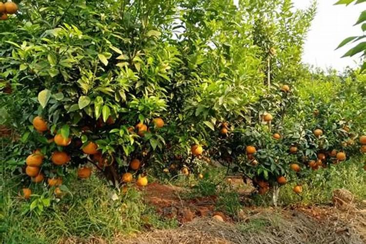 柑橘树施氮肥过量的症状及补救措施