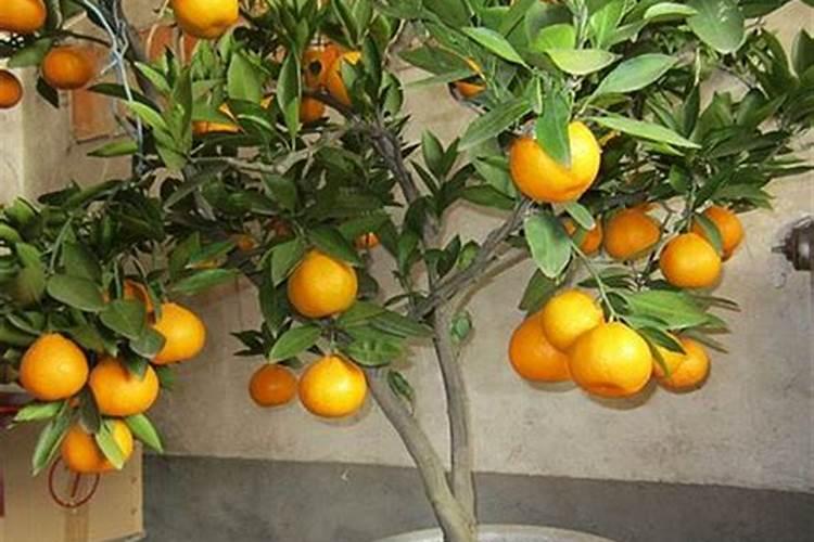橘子树怎么管理