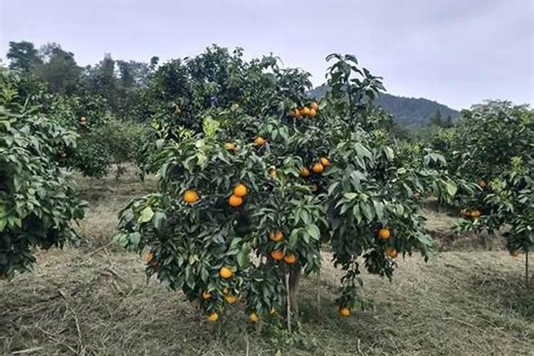 整个烂香蕉能做花肥吗