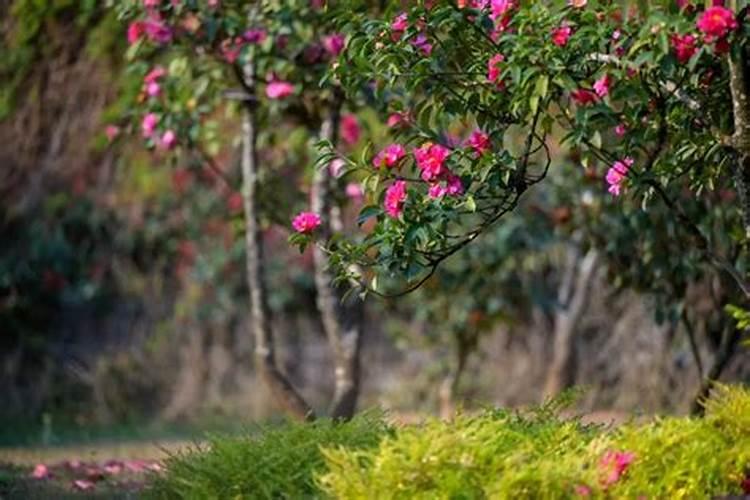 多肉植物能喷磷钾肥吗