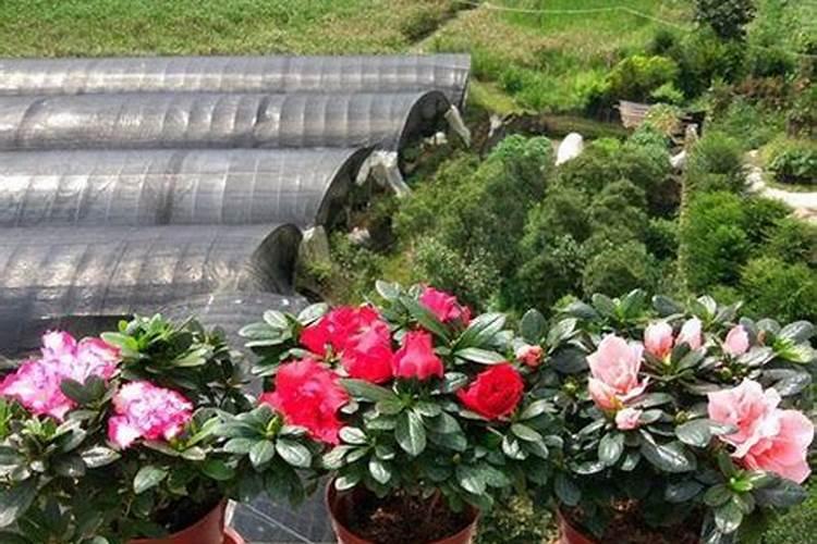 安琪蛋白粉 怎么样