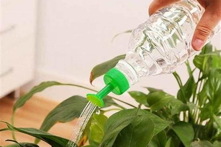 磷肥泡水可以浇花吗