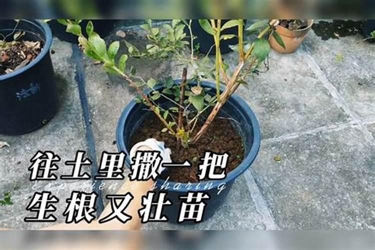 新栽小树一次施多少复合肥