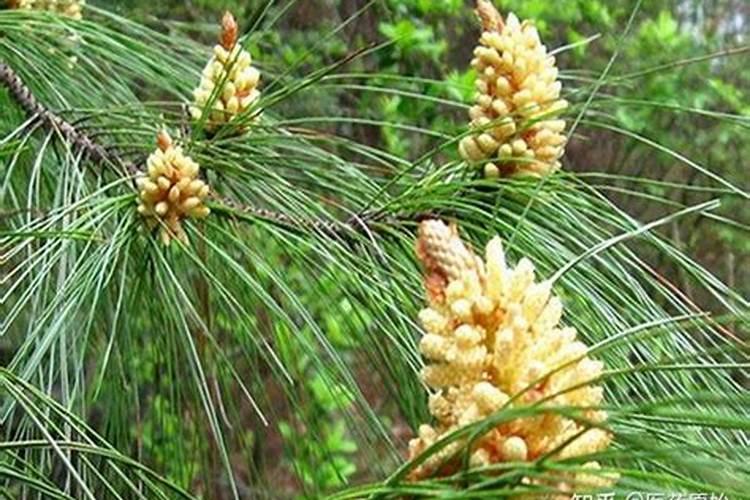 西兰花,松花菜,白菜花等花菜不能施啥化肥呀？