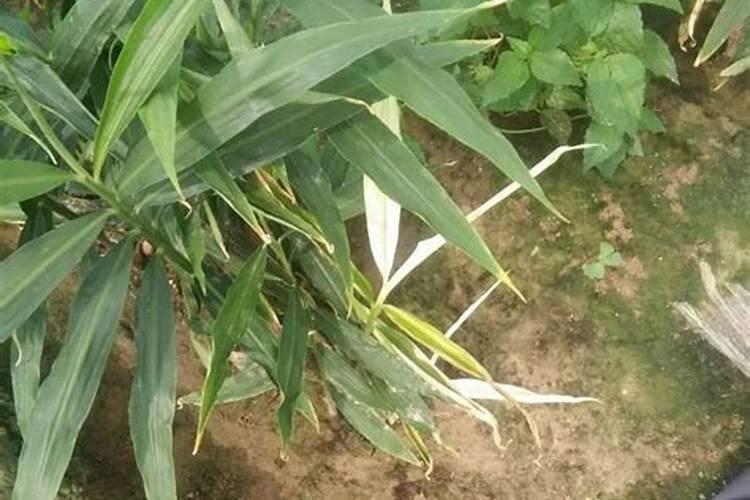 大葱能撒草木灰吗,