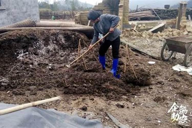 种白菜放草木灰好吗