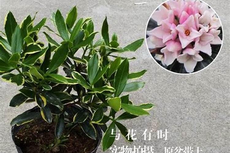 皱叶甘蓝栽培技术