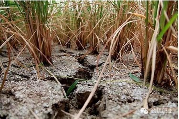 引起土壤板结的肥料 土壤板结严重如何改善