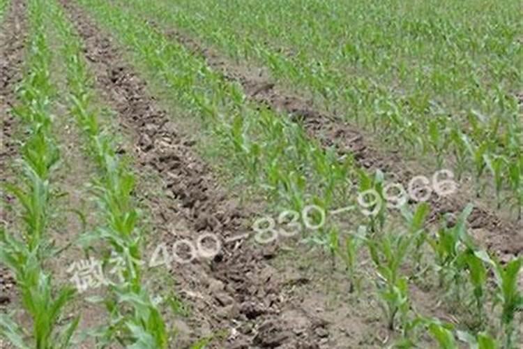 白菜用什么叶面肥好